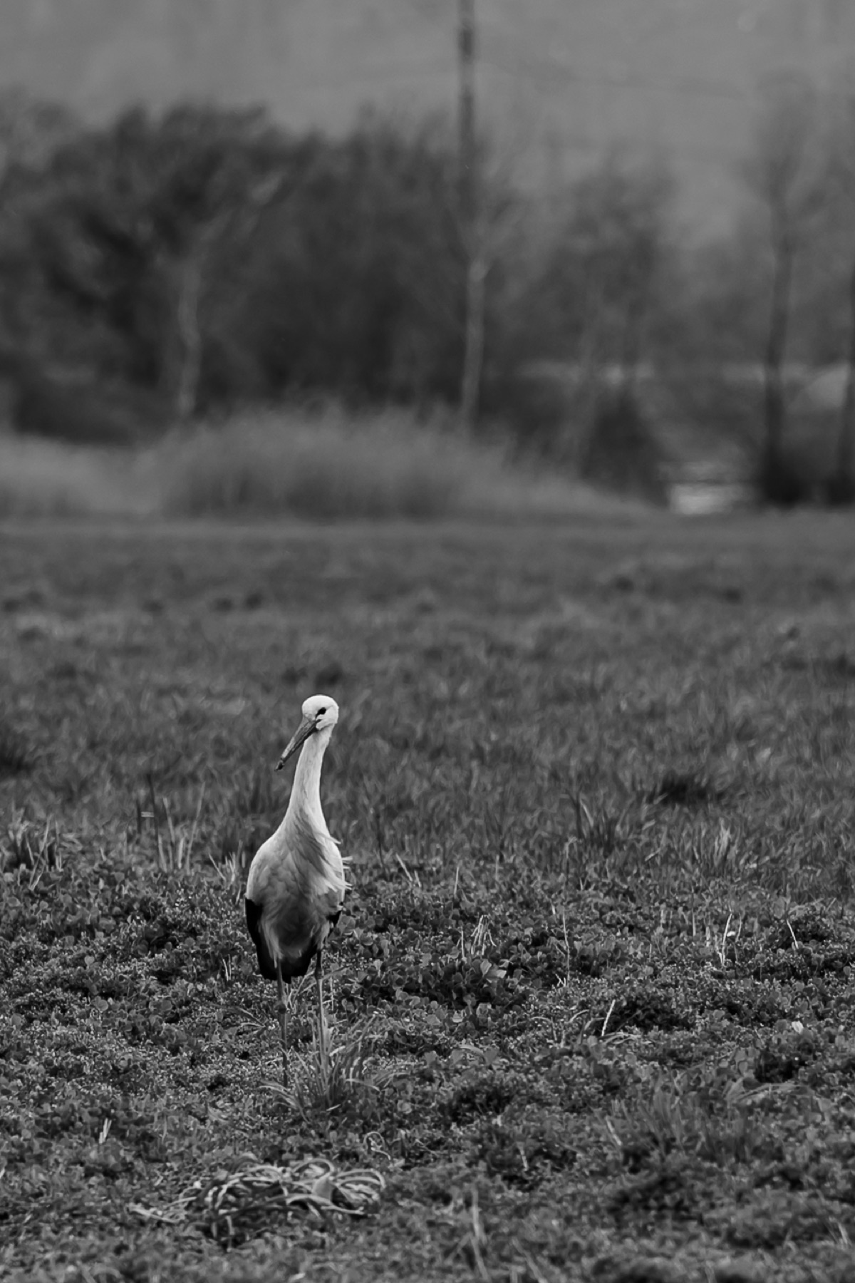 Tiere