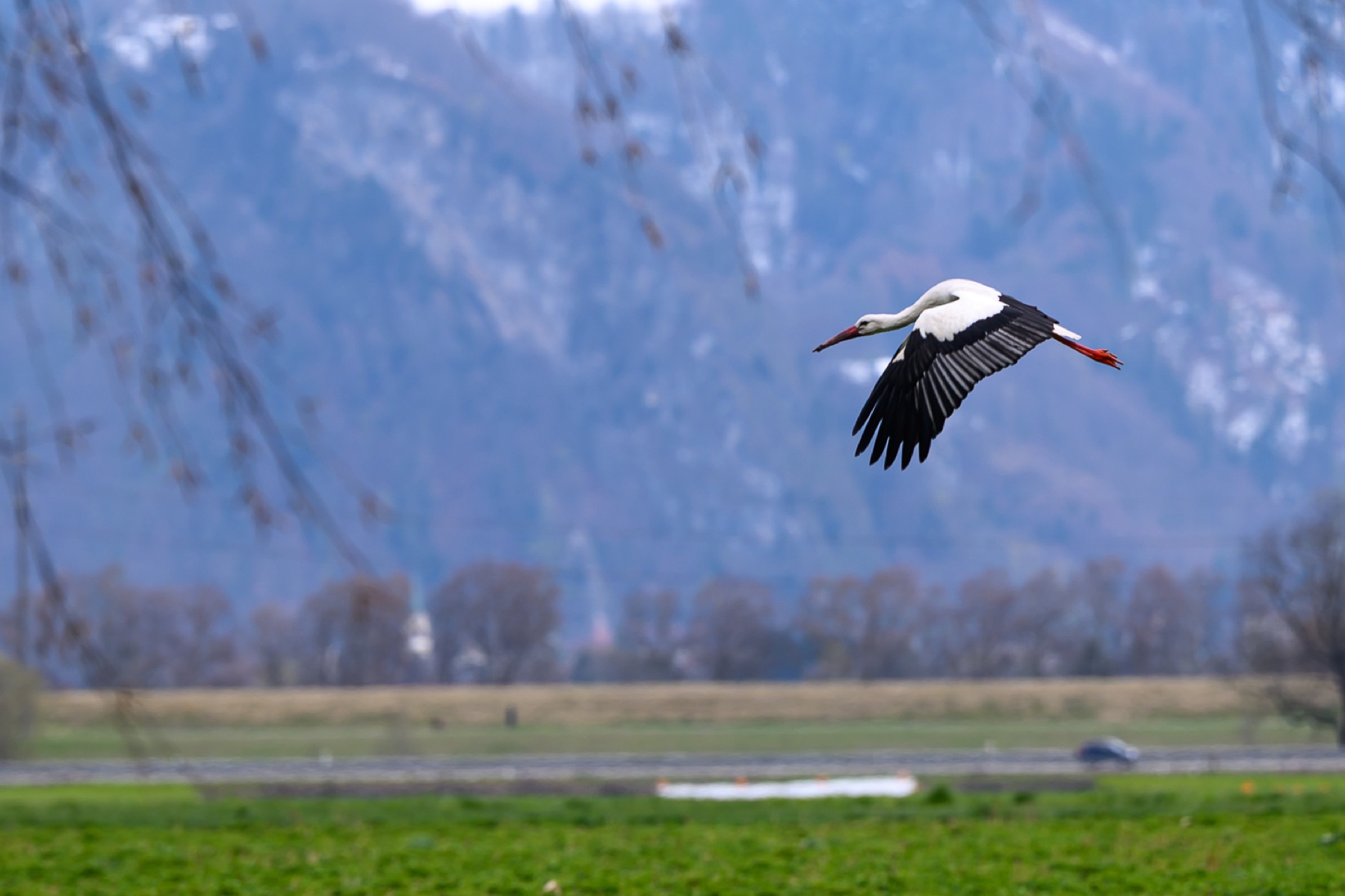 Storch 02