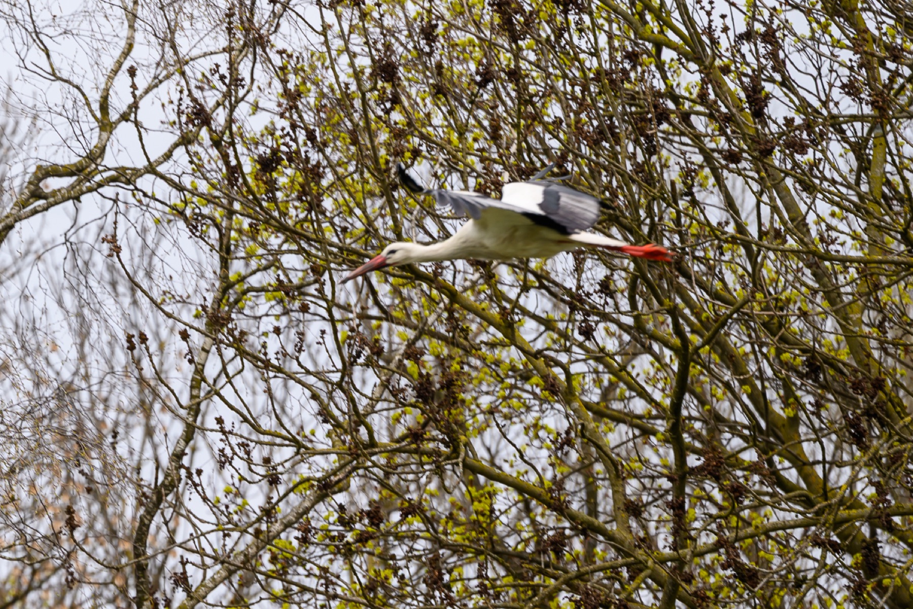 Storch 03