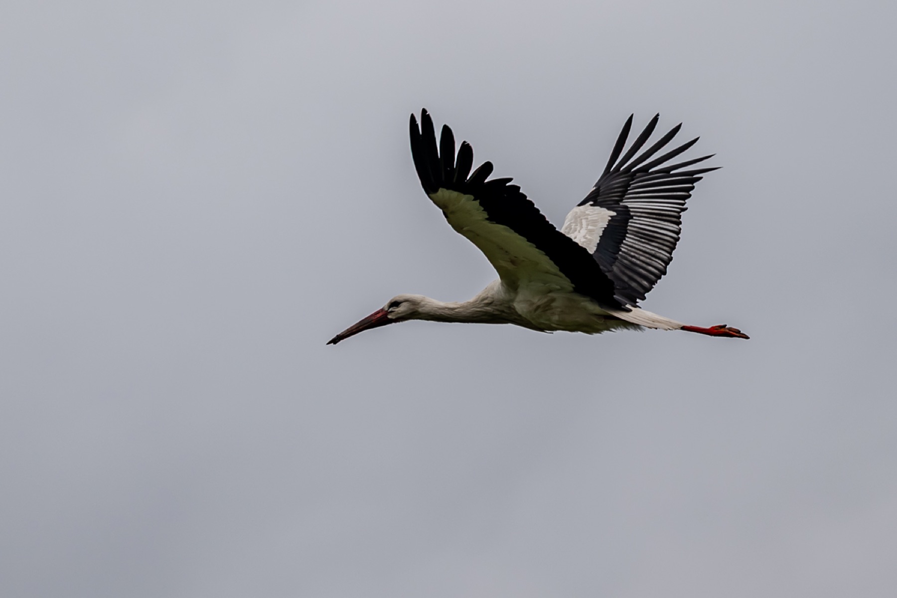 Storch 04