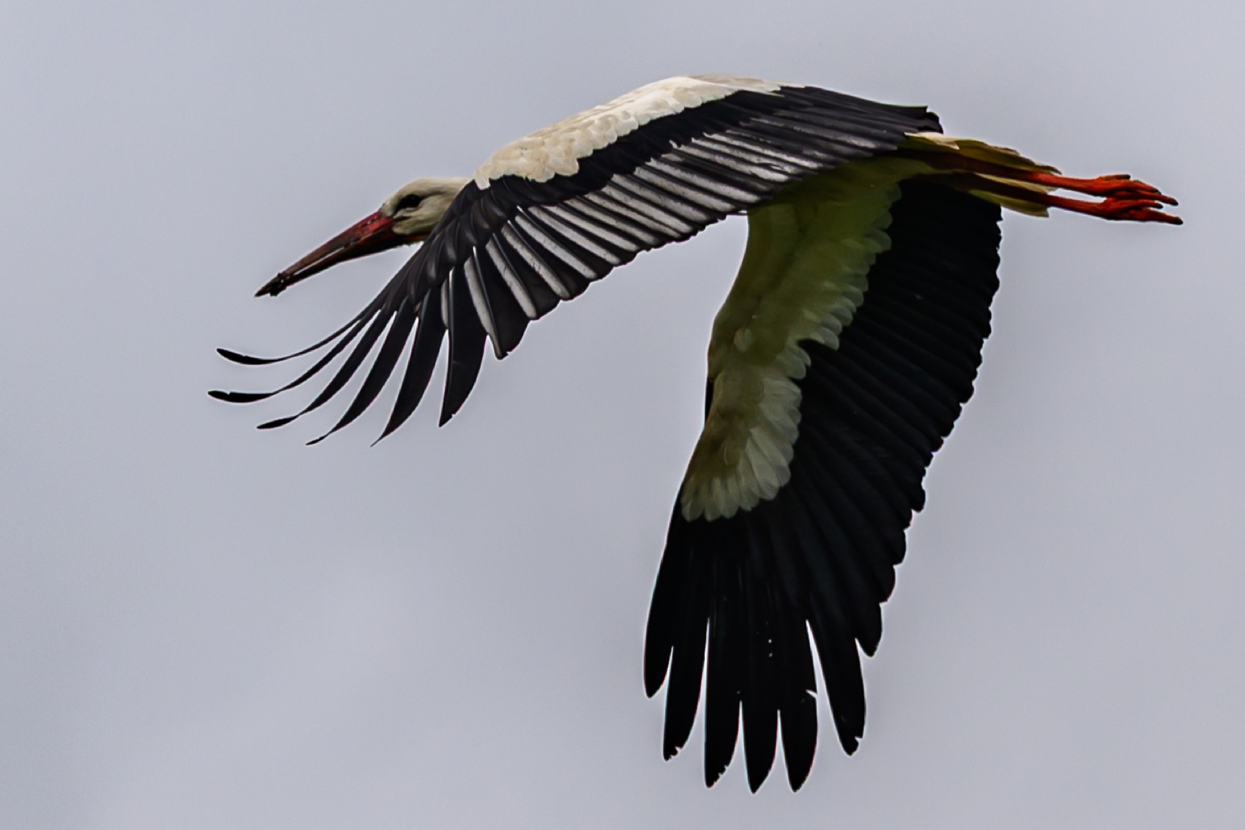 Storch 05