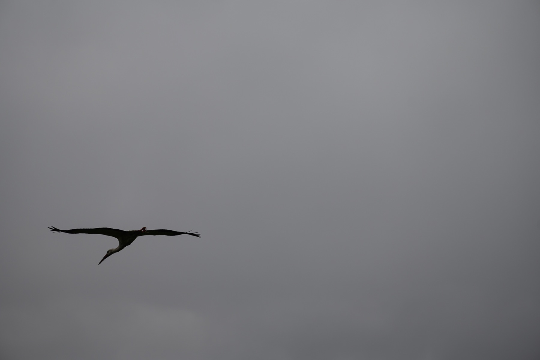 Storch 06