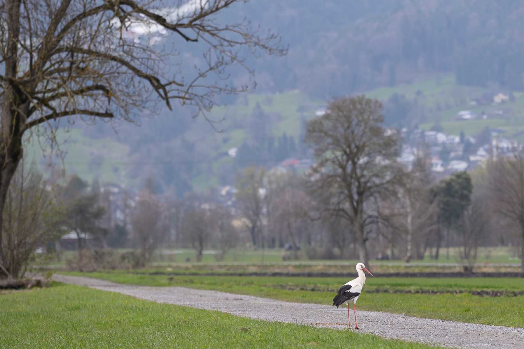 Storch 07