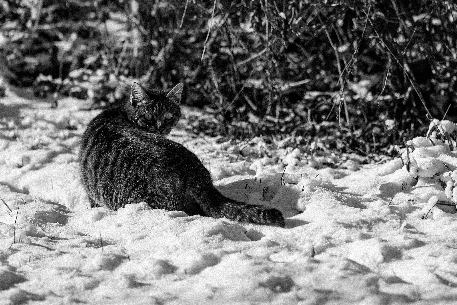 Winterfotografie 16