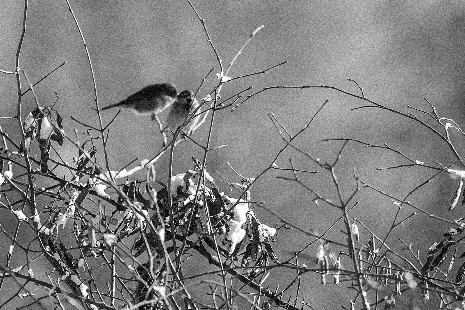 Winterfotografie 15